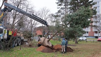 Ein Baum wird am Tuchmacherweg in Euskirchen gepflanzt.