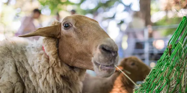 Wollmarkt an der Tuchfabrik